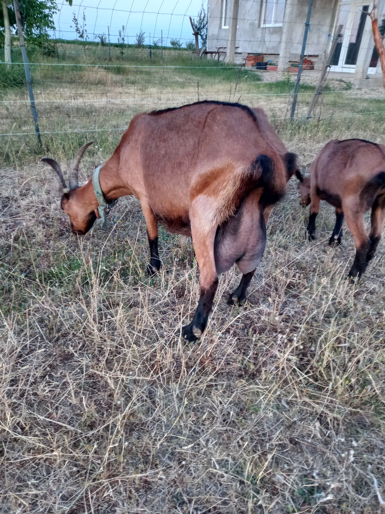Vând capră alpină