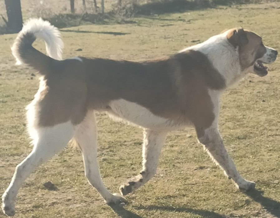 Үлкен қазақы ит сатылады. Еркек. Денесі ірі. Төбет.
