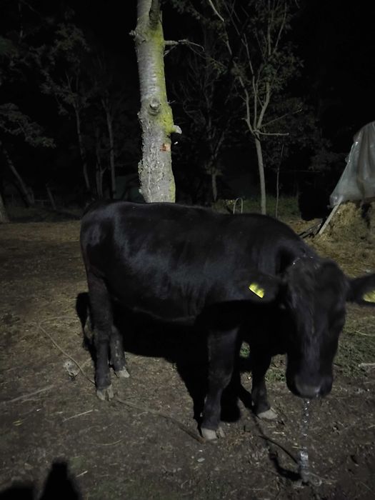 Vând junica Gestanta Angus