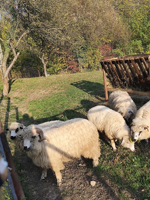 Mioare de vânzare