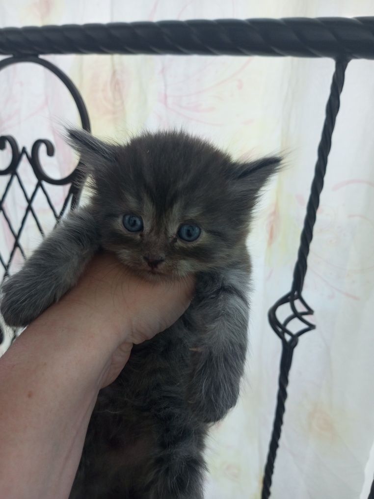 Скоттиш страйт и фолд