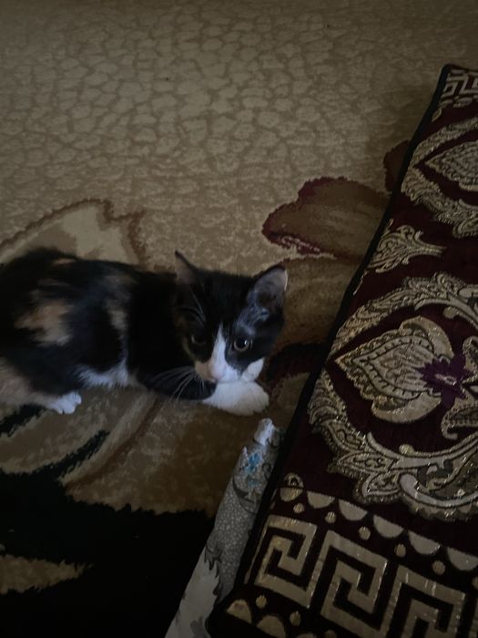 Мушук хадия киламан