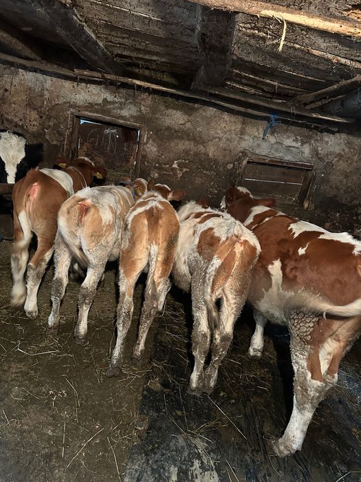 3 vitele și 2 tăurași de vânzare