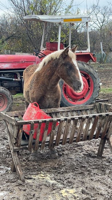 Vând mânză – 5 luni jumate, rasă grea (Ardenez)