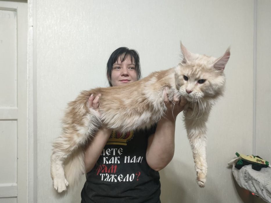 Мейн-Кун кот , с документами