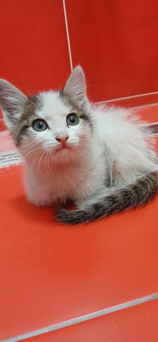 Отдадим котёнка в добрые руки СРОЧНО!
