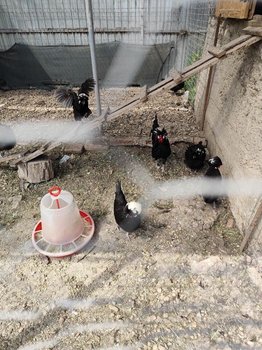 Oua moțata olandeza