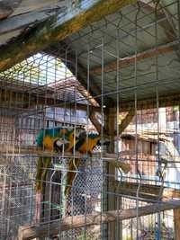 Vand pui papagali Ara Ararauna din 2022