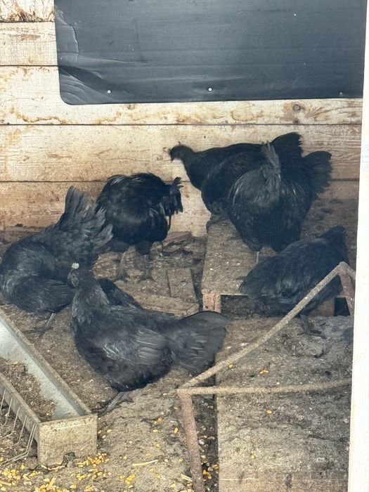 Familii ayam cemani 2+1 3+1  2025 disponibile