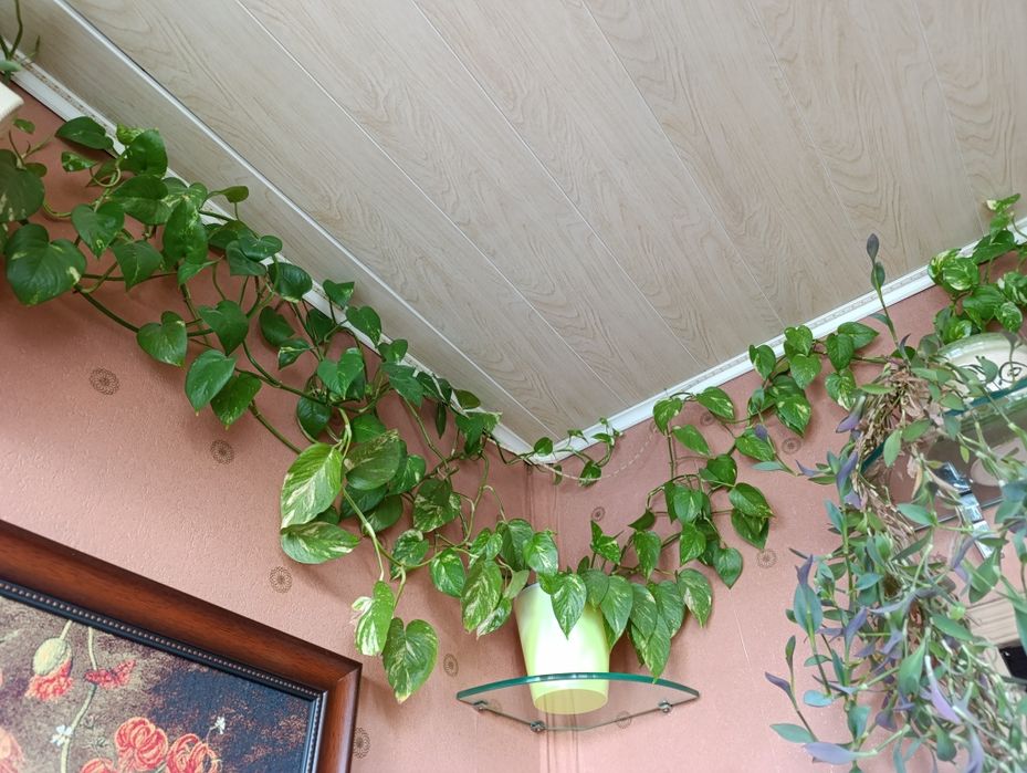 Домашние цветы,круглогодично зелёные, любят рассеянный солнечный свет.