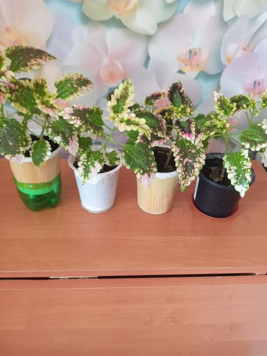 Продам комнатные цветы  колеолус.