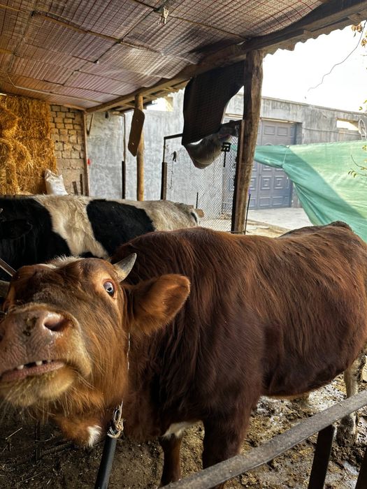 Mol sotiladi kilosi 70 ming sum