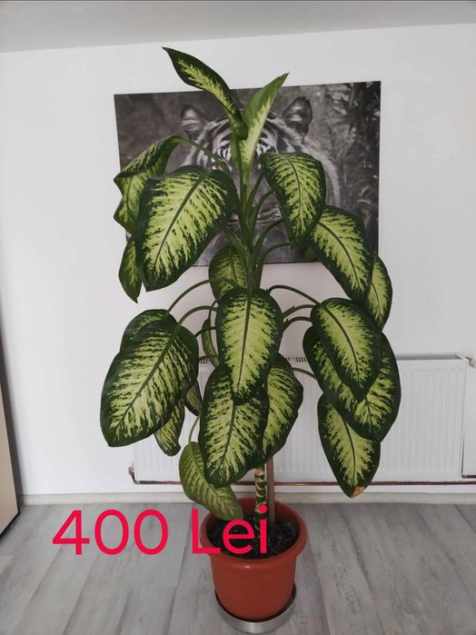 Soba din două bucăți și plantă de 2 m