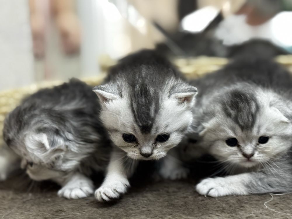 Скотиш фолд, страйт
