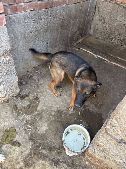 Donez câine lup corcit cu amstaff