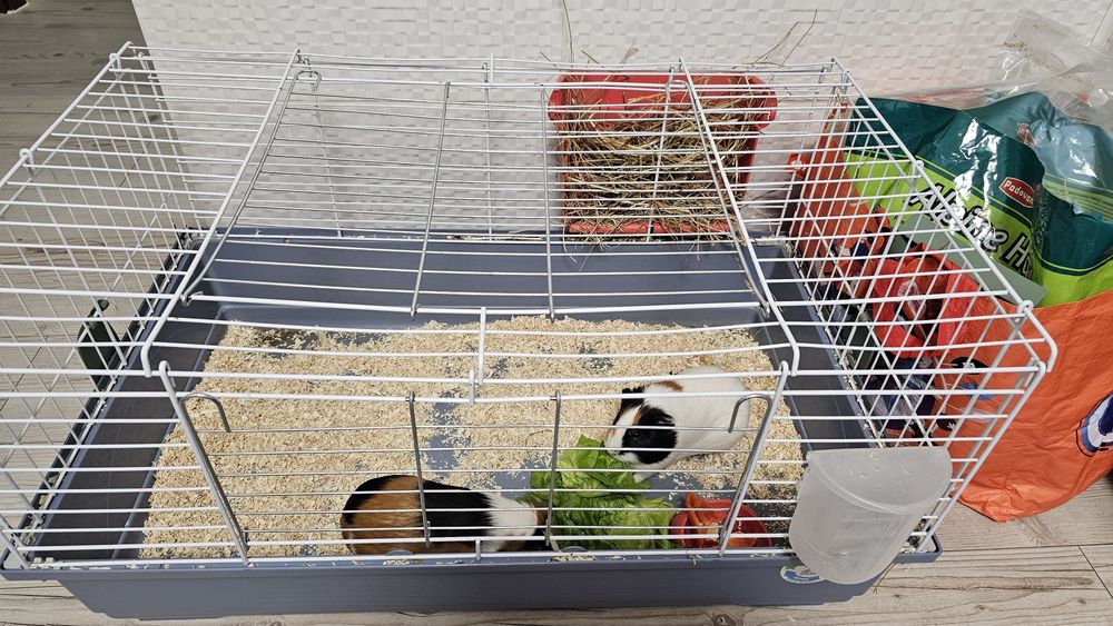 Vand cusca pt porci de guineea, iepuri, hamsteri