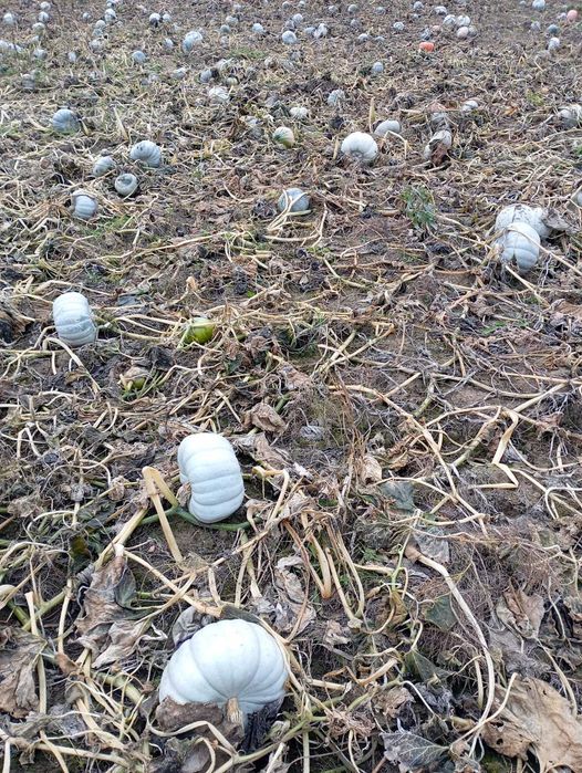 Dovleac pentru copt de la producător