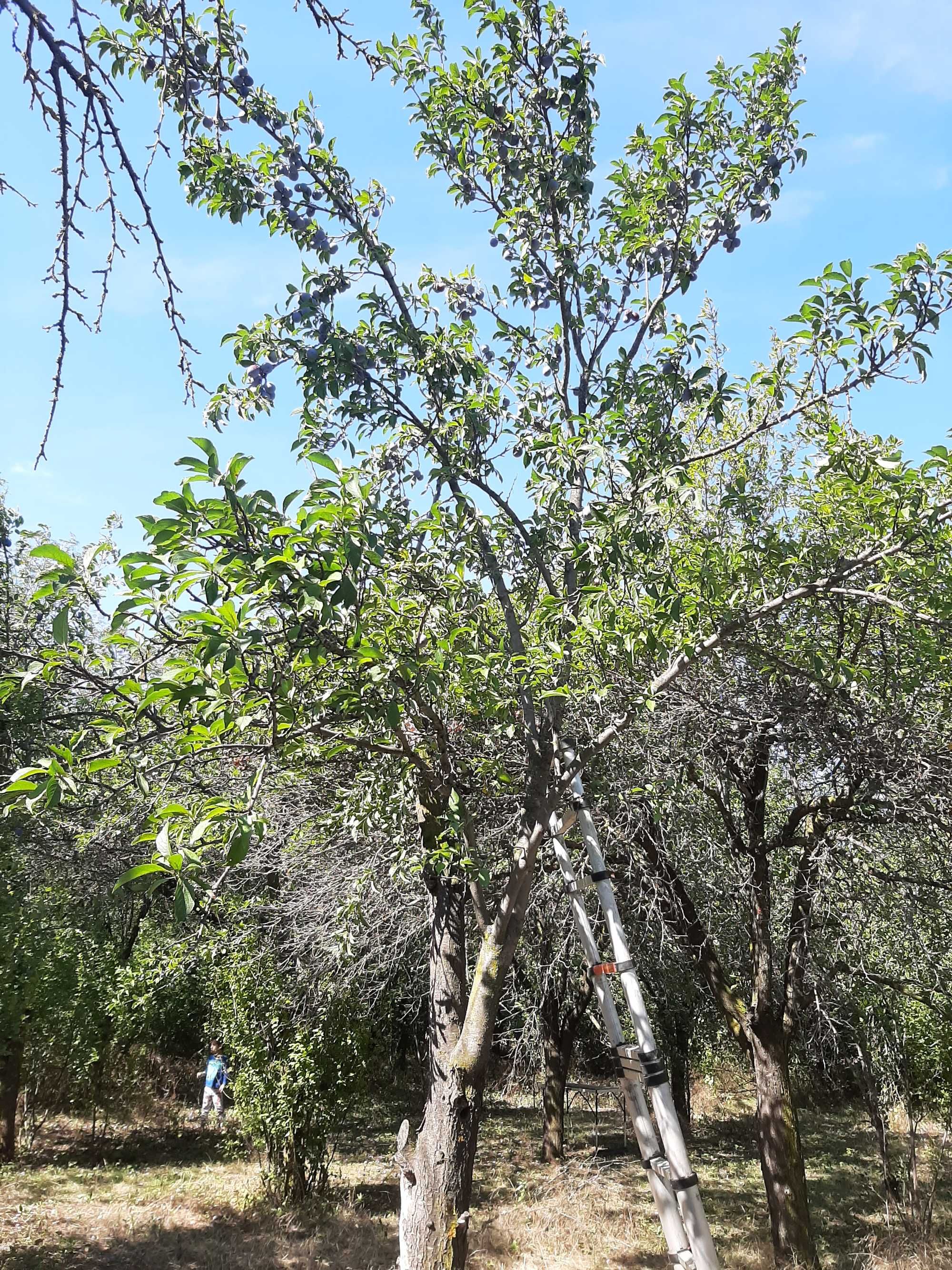 Vând prune de damasc en-gros