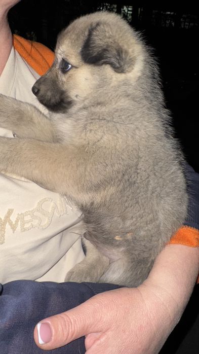 Щенок маленький