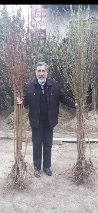 Trandafiri.Liliac.Ciresi.Aluni.Nuci.Prun.Corn.Mar.Meri.Migdal.Coacaz>R