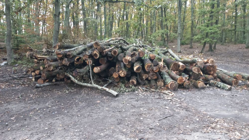 Vând lemne de foc esență tare