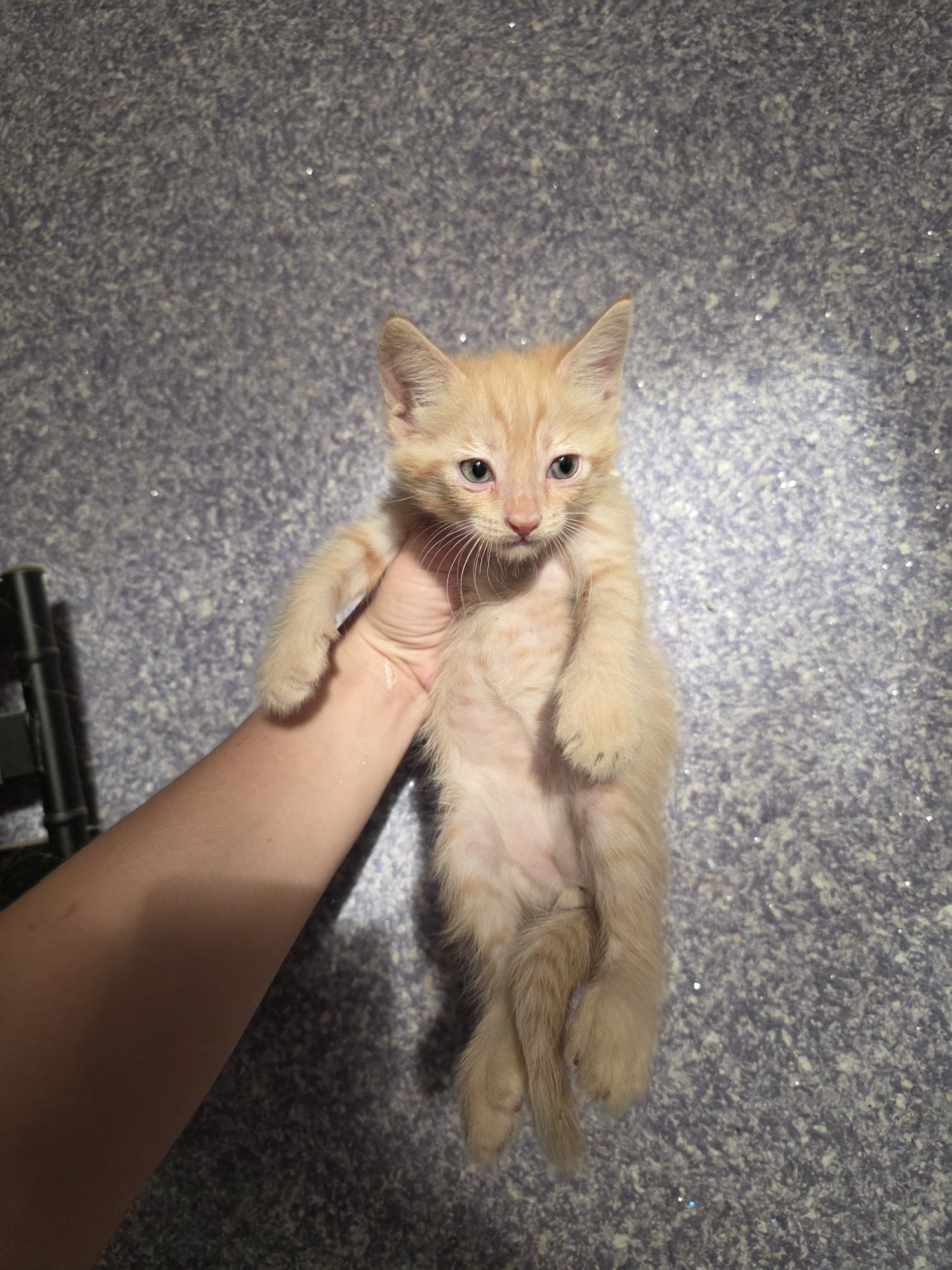 Срочно! ОТДАЁЮТСЯ котята в доброе руки!
