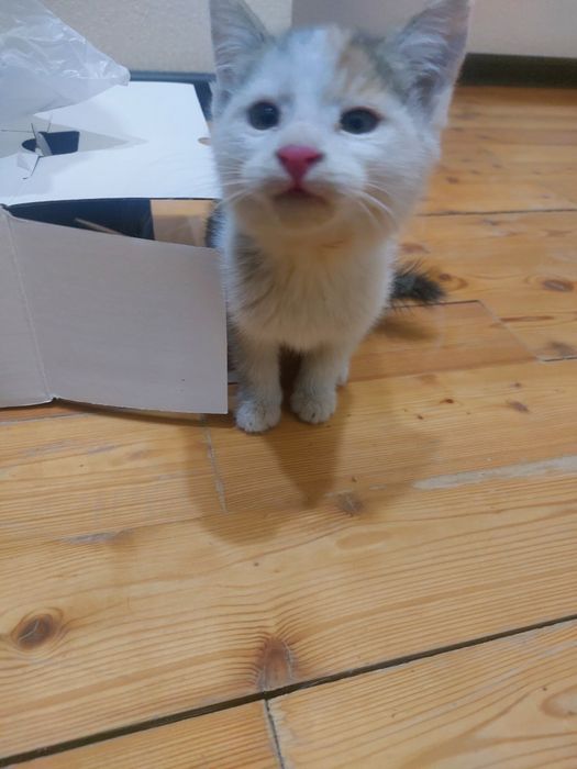 Миленький котёнок в добрые руки
