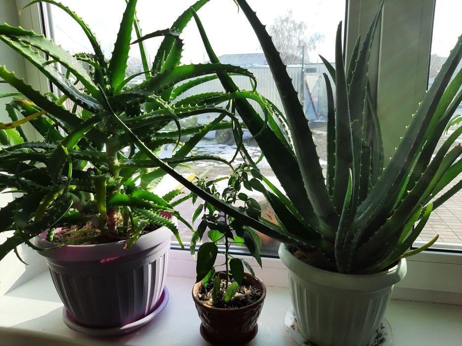 Алоэ.Лекарственное растение.,