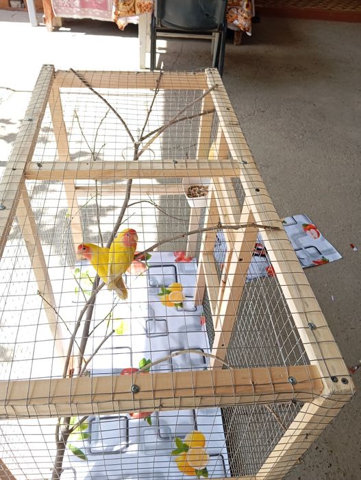 Продам пару неразлучников