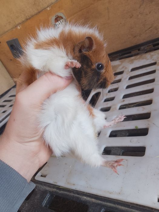 Vând porcușor de guineea femela