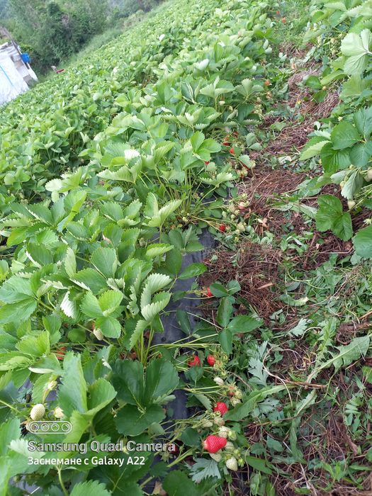 Разсаат ягоди различни сортовете