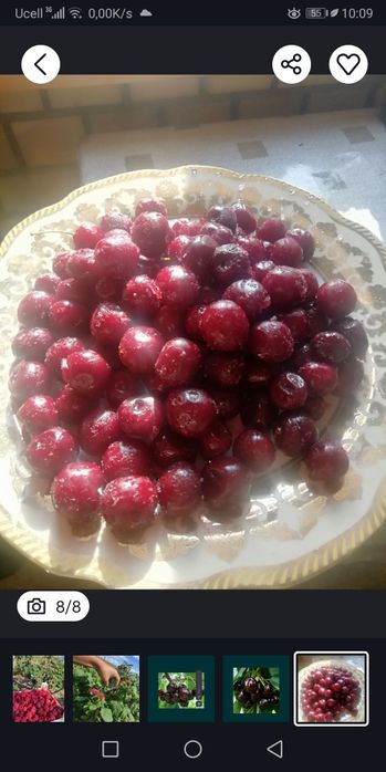 Черешня малина Шпанка