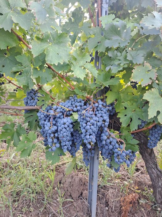 Vând struguri Cabernet Sauvignon Siria -Arad