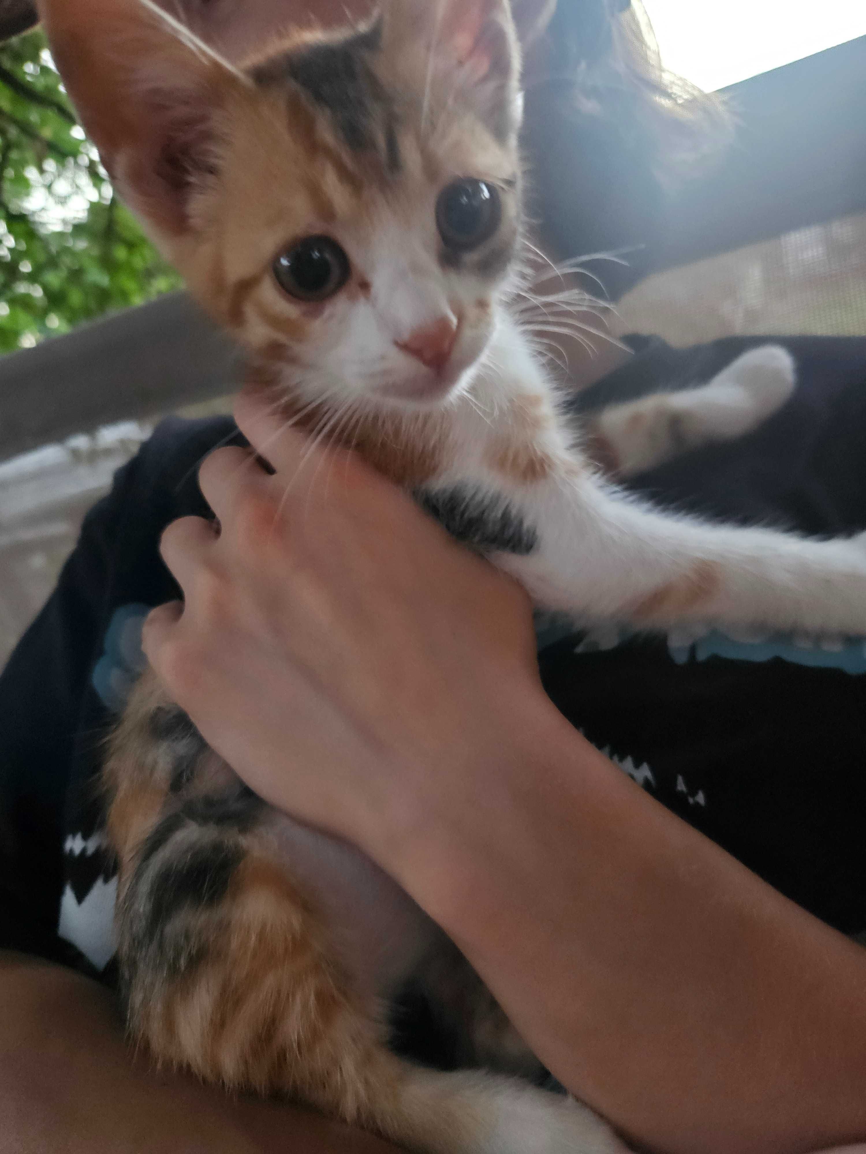 3 puiute de 2 luni jumate pentru adoptie