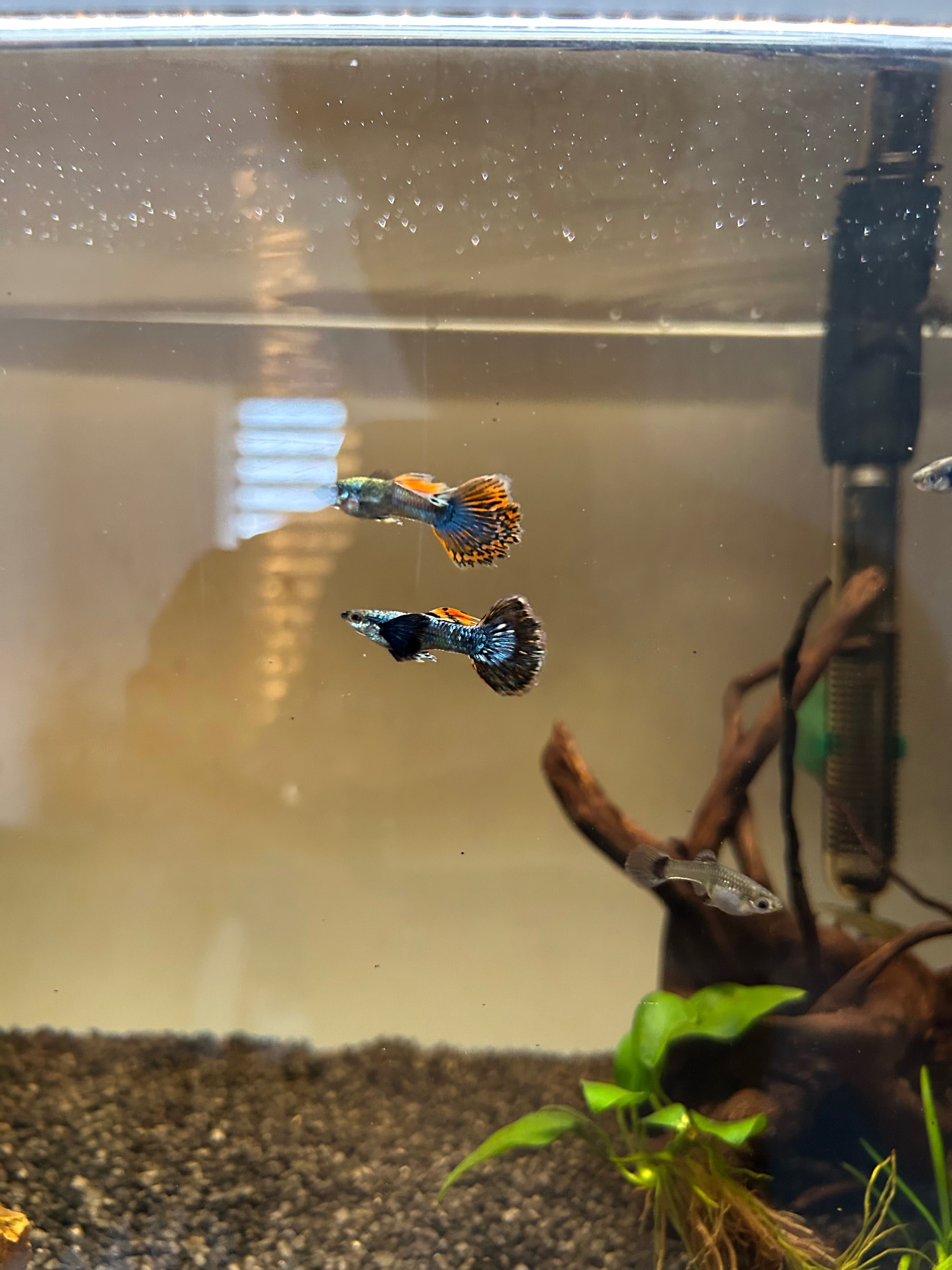 pesti guppy dumbo ear mosaic