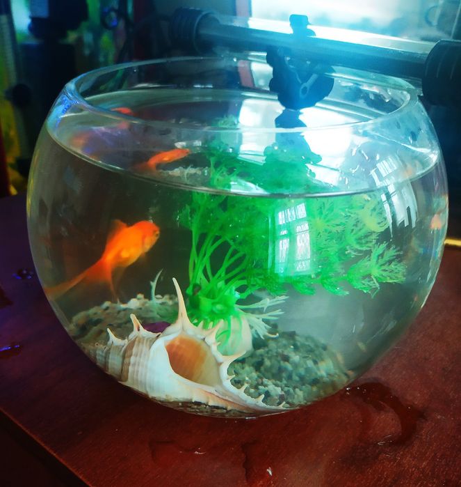 Аквариум круглый  и золотая рыбка