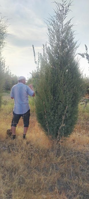 Маржавинка и галубой кепарист