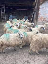 Vând 30 de oi rasă turcană