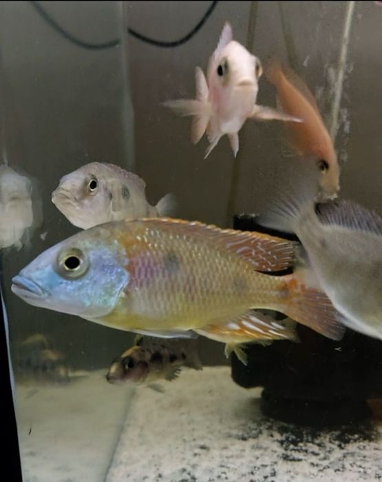 Pesti acvariu - Ciclide Africane