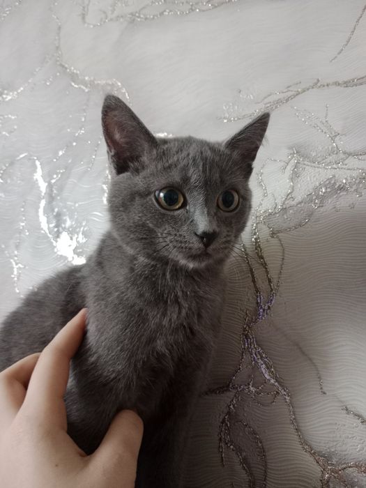 Котёнок британка девочка