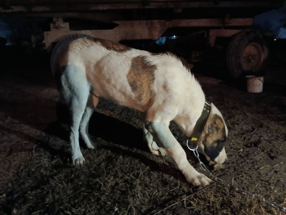 собака күшік ит 6ай