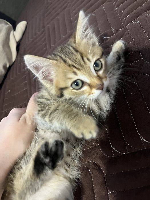 Котенок мальчик в добрые руки