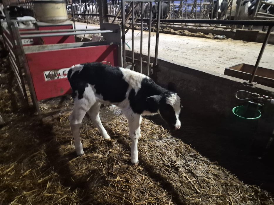 Viței sugari 5 bucăți