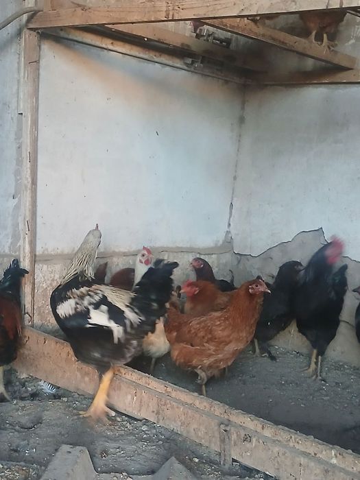 Товук хорозлар сотилади