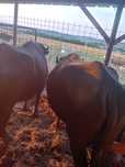 Bivolite tinere fatate cu 2 vitele