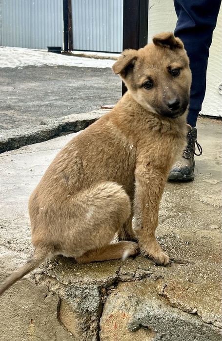 Отдам в добрые руки