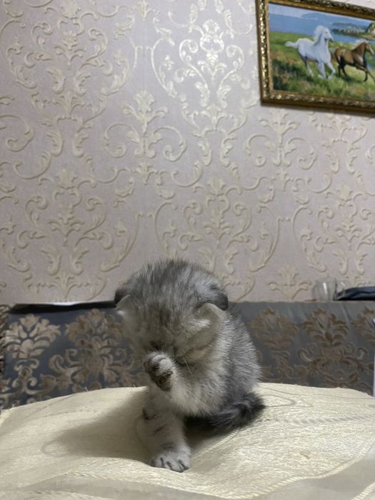 Милые лапуски!!!