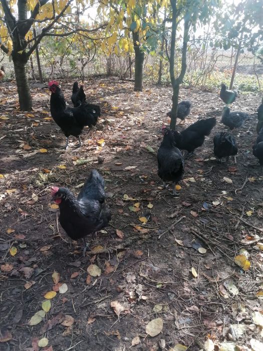 Ouă de la găini Australorp