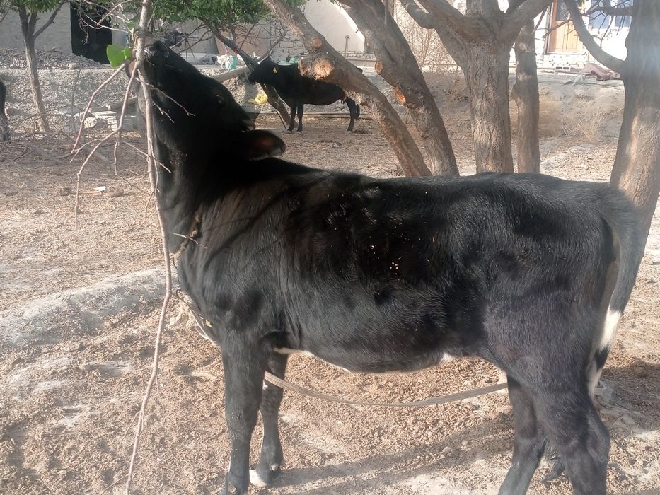 Gʻunojin sotiladi oʻrtacha boqilgan