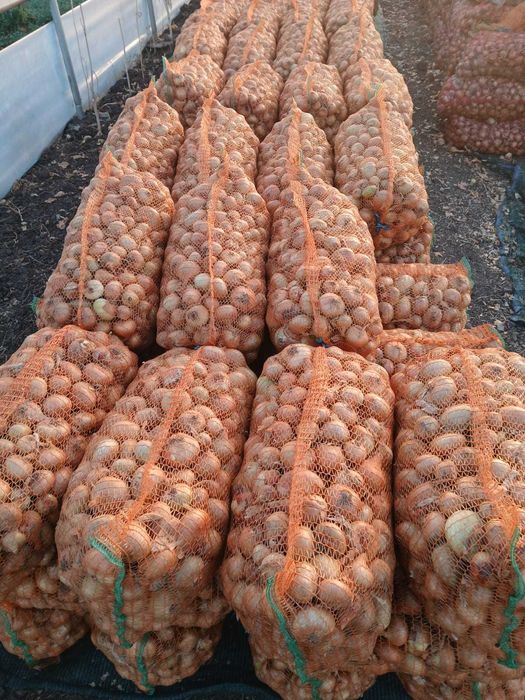 Ceapa plata romaneasca